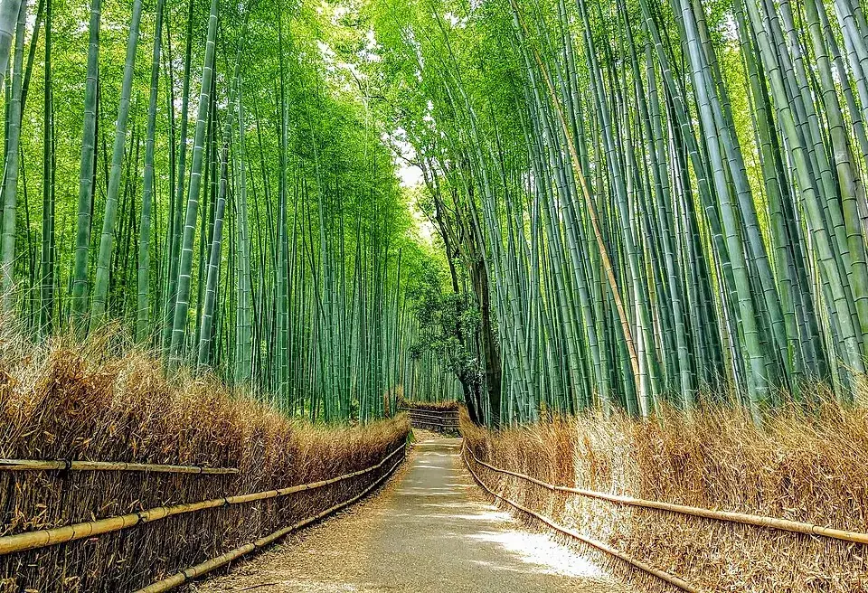 A path through the tall Arashiyama bamboo grove